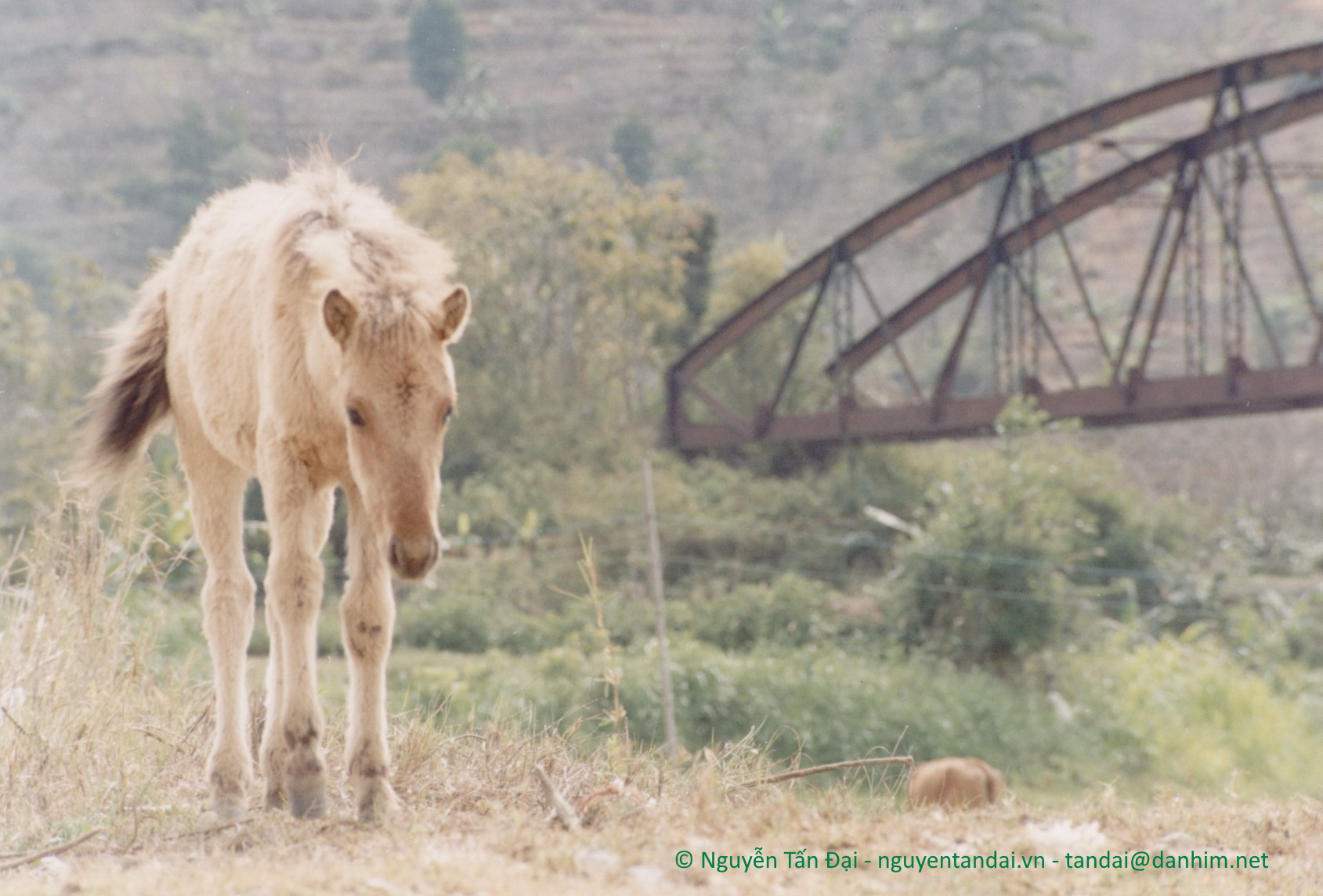 Cầu xe lửa Dran: Ngựa non (2).